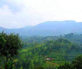 Sri Lanka - Singharaja Regenwald