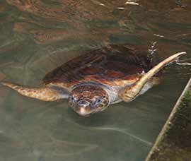 Sri Lanka | Wasserschildkröte